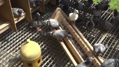 Dr. Hesse Tierpharma for healthy birds